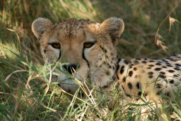 Resting Cheetah