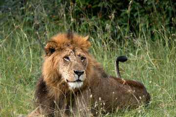 Resting Male Lion