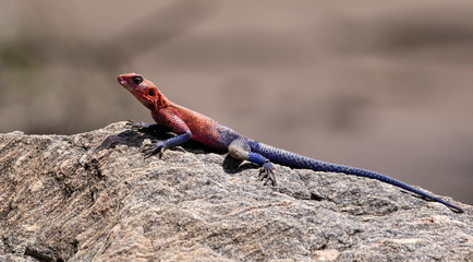 Rock Agama Lizard