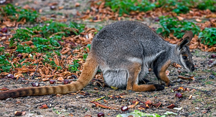 Yellow-footed rock wallaby on the ground in its enclosure. Latin name - Petrogale xanthopus
