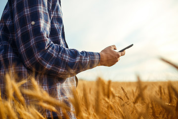 Farmer Checking Wheat Field Progress, Holding Phone and Using Internet .Copy Space Of The Setting...