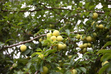 Yellow plums
