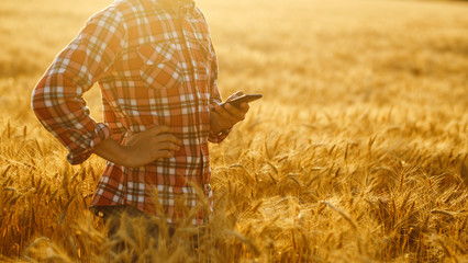 Farmer Checking Wheat Field Progress, Holding Phone and Using Internet .Copy Space Of The Setting...