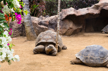 Several galapagos turtles on the ground
