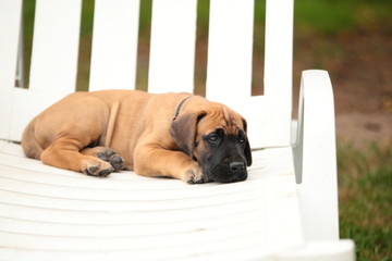 Great Dane fawn puppy 