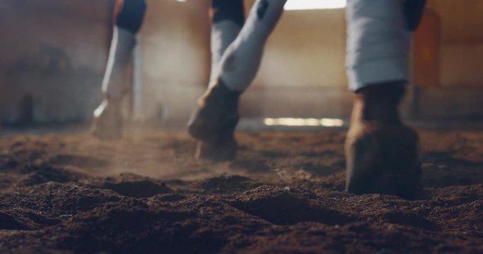Cinematic slow motion close up of two bay horse legs during exercises for competition of horse racing and dressage on a riding hall.