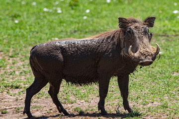 Warthog Mud Bath