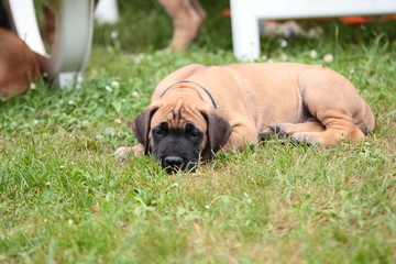 Great Dane puppy