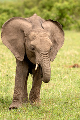 Fototapeta na wymiar Baby Elephant Eating