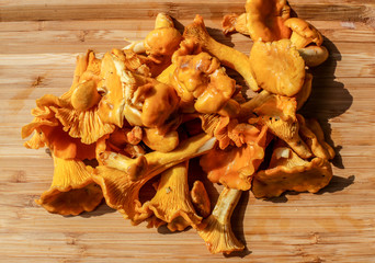 Macro photo of raw yellow chanterelle mushroomson  on wooden background