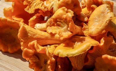 Macro photo of raw yellow chanterelle mushrooms