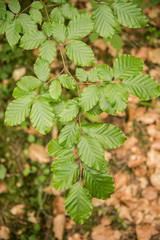 Fagus sylvatica, the European beech or common beech, is a deciduous tree belonging to the beech family Fagaceae.