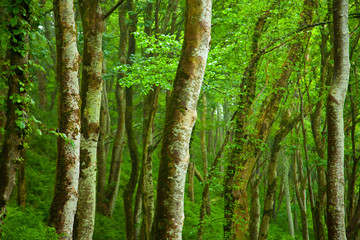 Bosque en isla Canna. Archipiélago Small Isles. Inner Hebrides, UK