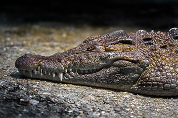 Philippine crocodile on the ground in its enclosure. Latin name - Crocodylus mindorensis