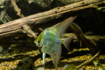 Aquarium fish Angel fish in the water