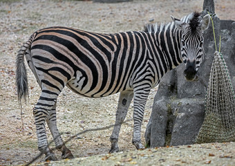 Fototapeta na wymiar Chapman`s zebra in its enclosure. Latin name - Equus guagga chapmani 