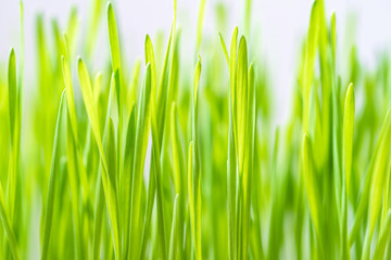 Fototapeta na wymiar Close up blades of green grass