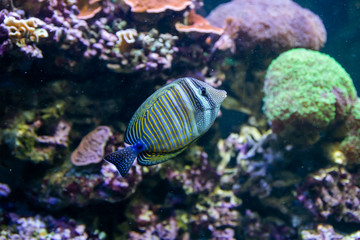 Blue Tang Surgeon Fish - Paracanthurus hepatus. Wonderful and beautiful underwater world with corals and tropical fish.