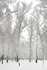 Forest in the Snow