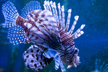Lionfish. Wonderful and beautiful underwater world with corals and tropical fish.