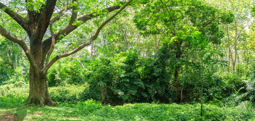 Panoramic Tropical rain forest jungle in Thailand