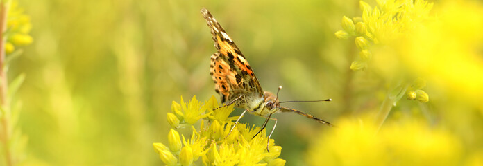 Schmetterling 609 © K.-U. Häßler