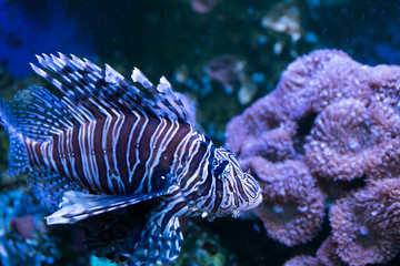 Obraz premium Lionfish. Wonderful and beautiful underwater world with corals and tropical fish.