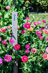 flowers in the garden