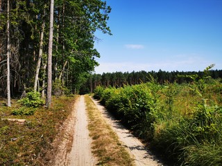 Fototapeta na wymiar road in the forest /Mazury