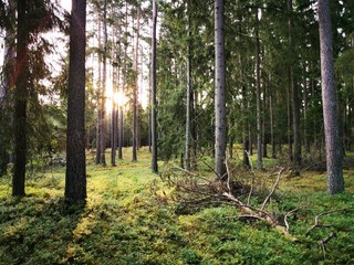 forest in autumn \ Mazury \Puszcza Piska