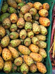 A collection of Prickly pears in a box ready for market in Tunisia. 