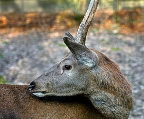 Young european red deer male. Latin name - Cervus elaphus hippelaphus	