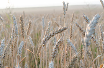 Fototapeta premium ears of wheat close up on a field at sunrise