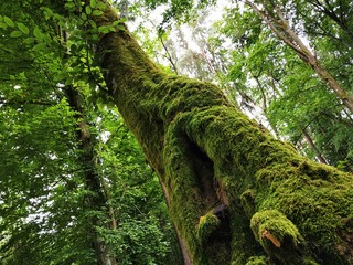 Fototapeta premium tree in the forest \ Mazury \Polska