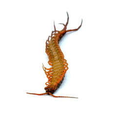 centipede isolated photography on the white background