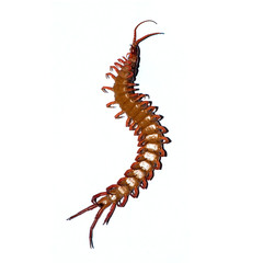 centipede isolated photography on the white background