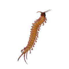 centipede isolated photography on the white background