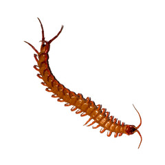 centipede isolated photography on the white background
