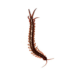 centipede isolated photography on the white background