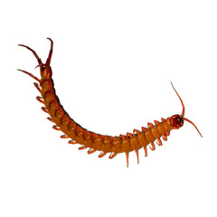 centipede isolated photography on the white background
