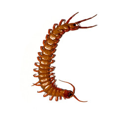 centipede isolated photography on the white background