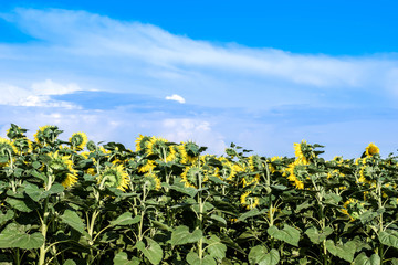 Fototapeta na wymiar Field of blooming sunflowers on a background of blue sky