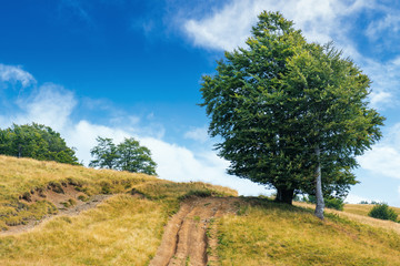 lush tree near the dirt road uphill. beautiful summer scenery in august. meadow on the hill in...