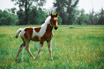 Fototapeta na wymiar Young horses in the green field. Two foals on the green meadow.