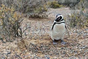Magellan Penguin at Punta Tombo Reserve, Argentina. One of the largest Penguin Colony in the world, Patagonia