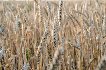 Fototapeta premium ears of wheat close up on a field at sunrise