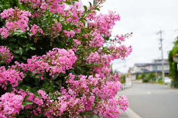 Fototapeta na wymiar 初夏に咲く花