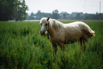 Fototapeta premium Young horses in the green field. Two foals on the green meadow.