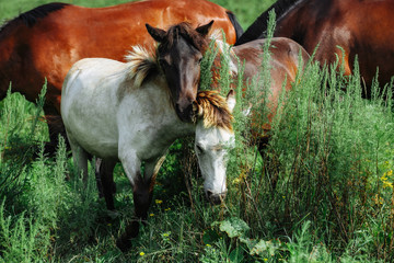Naklejka na ściany i meble Young horses in the green field. Two foals on the green meadow.