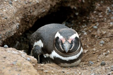 Magellan Penguin at Punta Tombo Reserve, Argentina. One of the largest Penguin Colony in the world, Patagonia